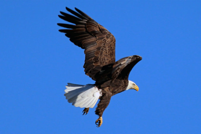 Bald Eagle in Flight