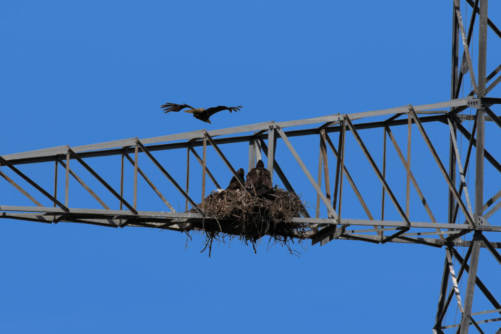 Bald Eagle Nest