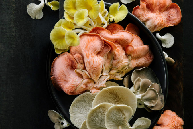 Texas Fungus Mushrooms