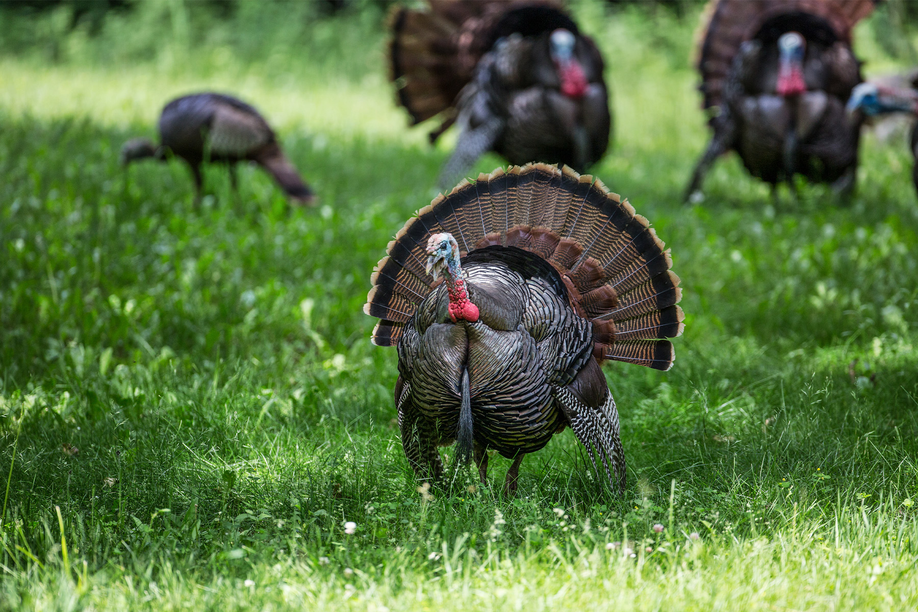 Turkeys In A Field