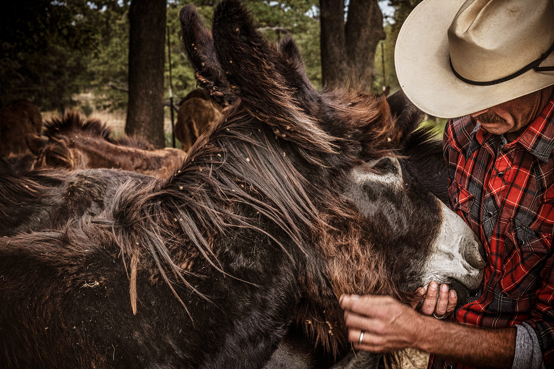 Patrick Archer and one of his Poitou donkeys