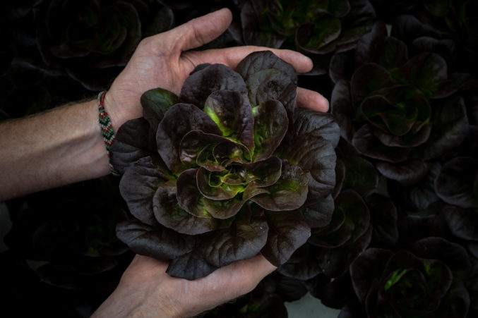 Profound Farms hydroponic lettuce