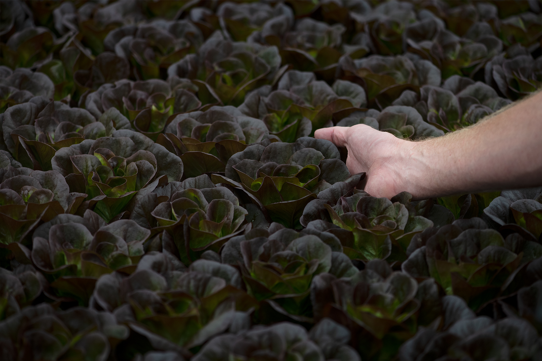 Hydroponically grown red butterhead lettuce at Profound Microfarms
