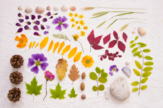 Flatlay Fature Findings and Flowers
