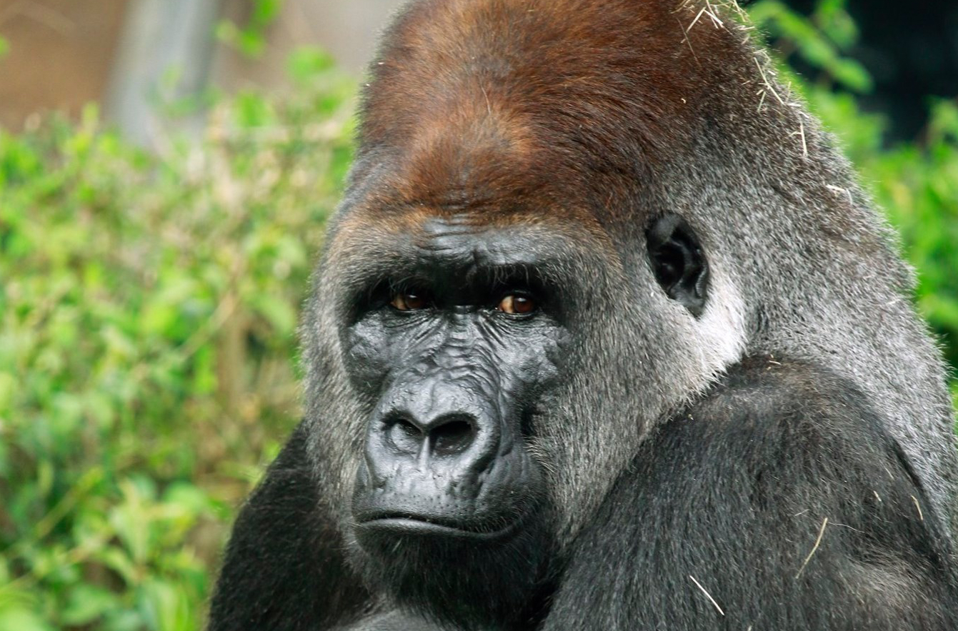 CultureMap Posts a Dud After Gorilla Death at Dallas Zoo - D Magazine