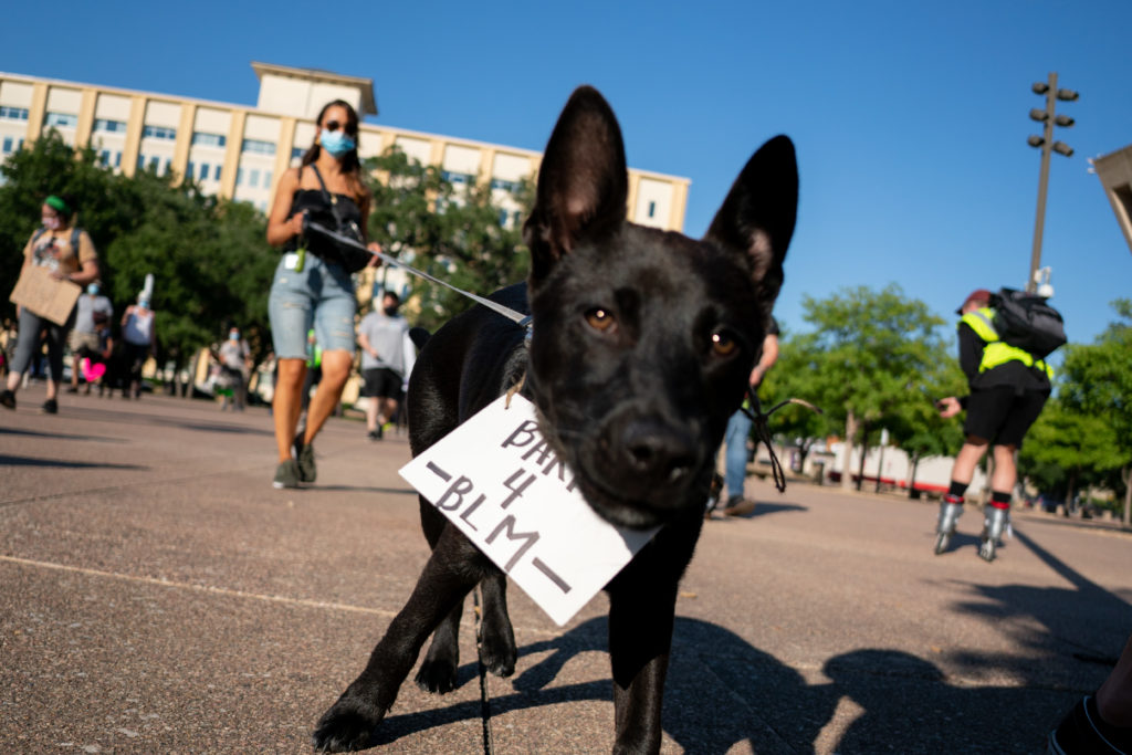 Gallery: Even The Dogs Are Protesting In Dallas - D Magazine