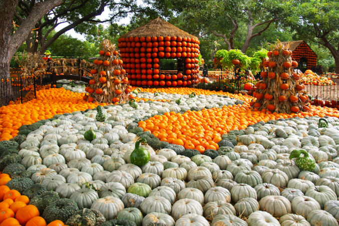 pumpkin-village