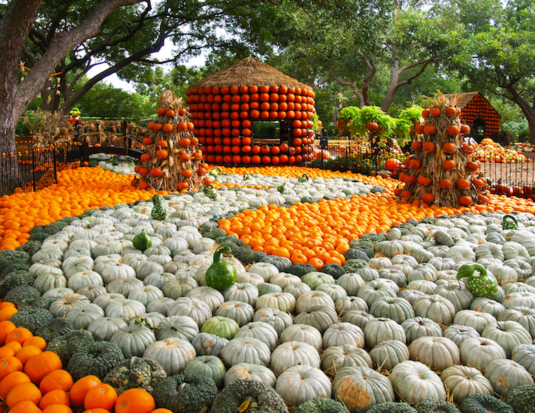 Get Your Pumpkin Fix The Best Events For Fall In Dallas D Magazine