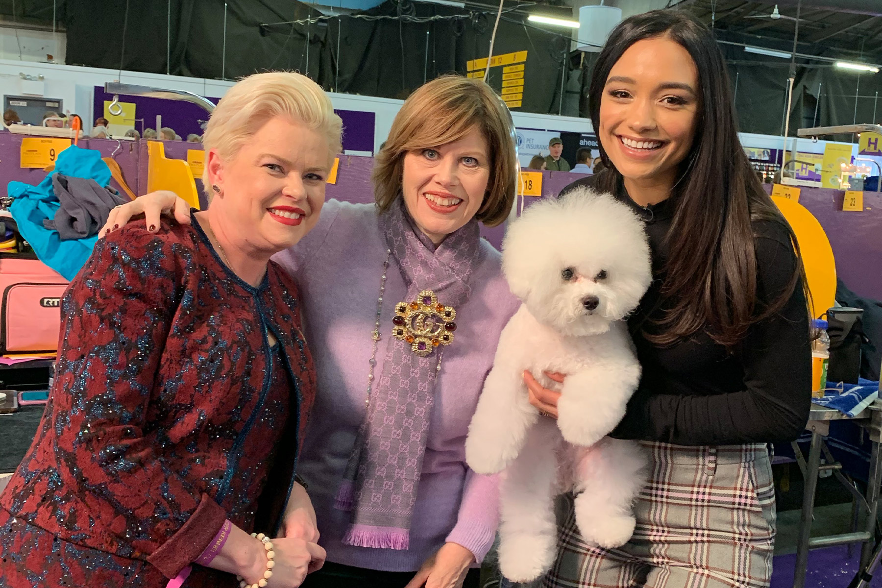 Meet Lily Claire The Award Winning Bichon Frise Of America Heart 