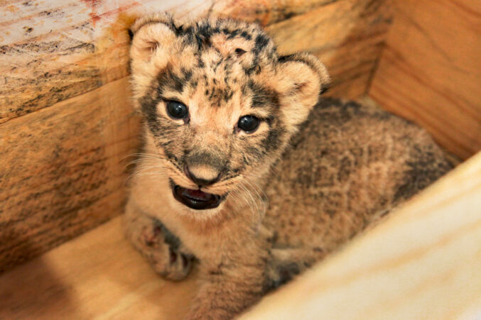 african-lion-cub