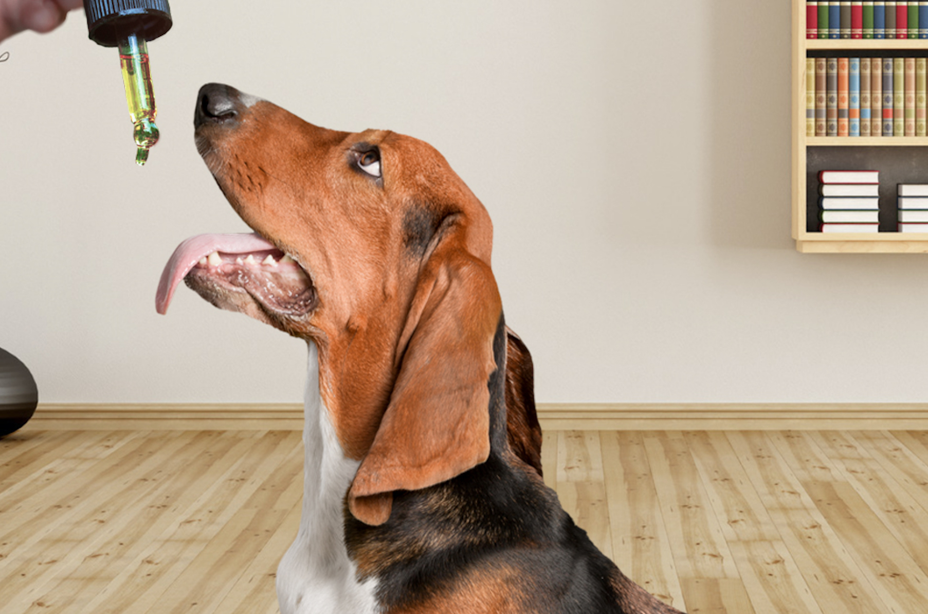 Best CBD Oil for Dogs: Top 5 Brands - D Magazine