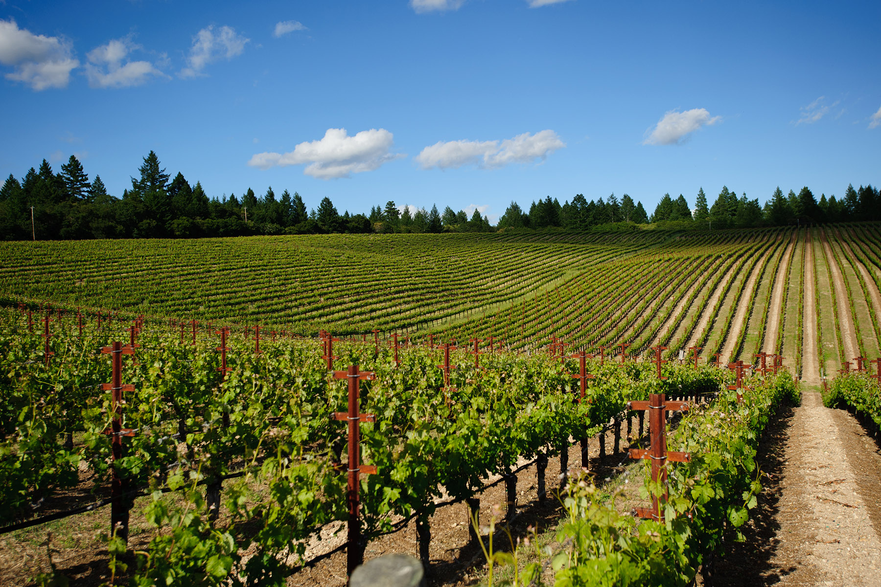 Northern California vineyards