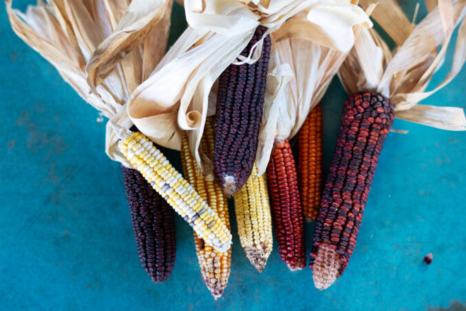 Heirloom corn varietals used for fermentation