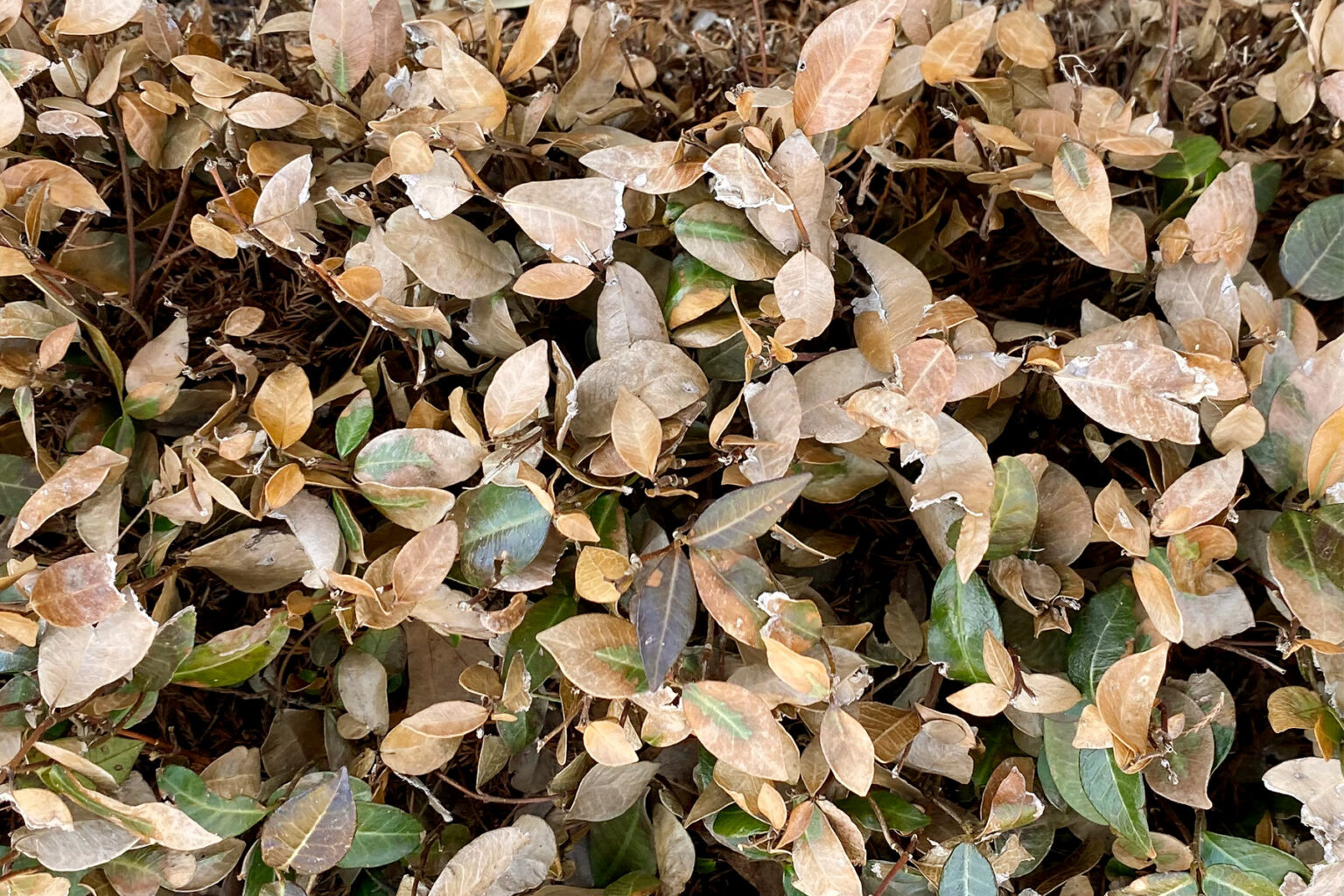 North Texas Gardens Look Like Burnt Toast. But Don’t Rip Out Your