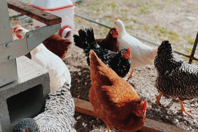 Egg-laying hens from Elmwood Farm strut in their chicken coop.