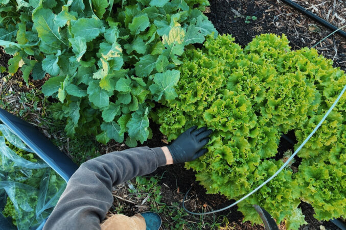 Bright green, fresh lettuce and herbs in a garden bed.