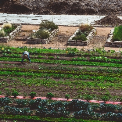 An top-down angle of the urban farm called F.A.R.M. (which stands for Farmers Assisting Returning Military); in the image is a farmer tending to rows of vegetables.