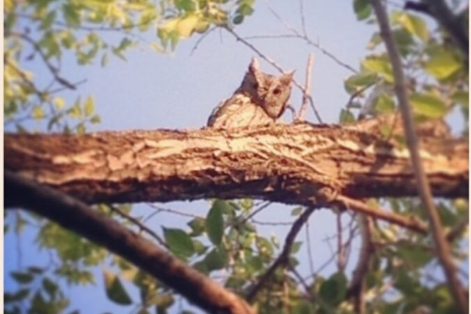 a blurry photo of an owl