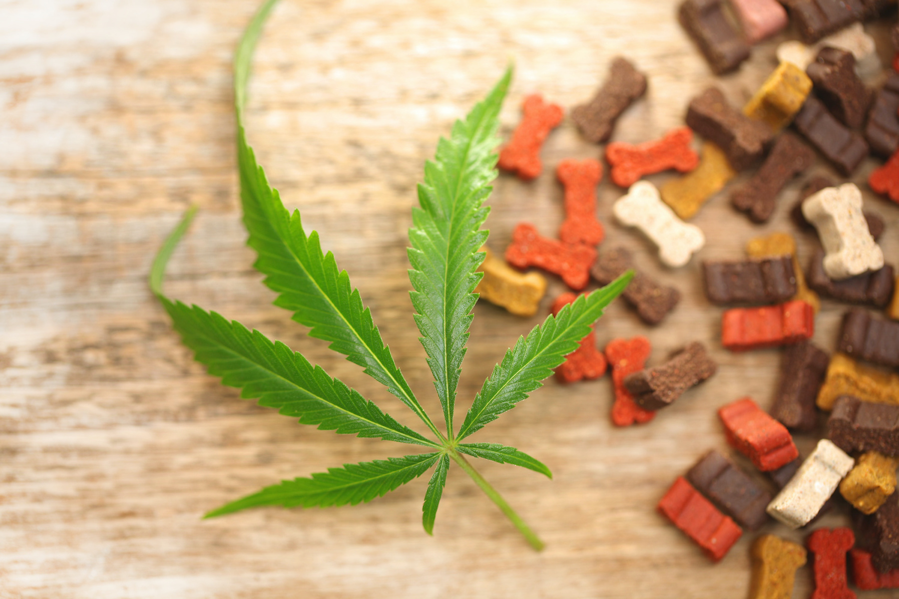 best-cbd-dog-treats-and-chews-top-7-brands-of-2022-d-magazine