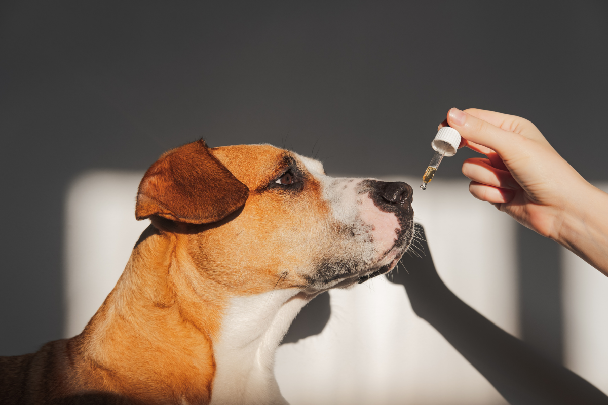 CBD Oil for Dogs With Anxiety: Best Pet CBD Products of 2021 - D Magazine