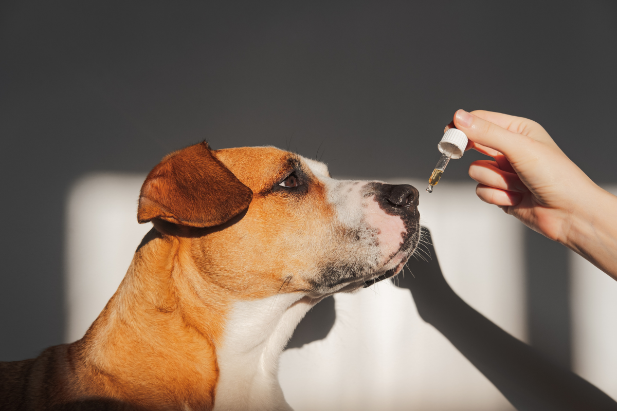 which oil is best for dogs