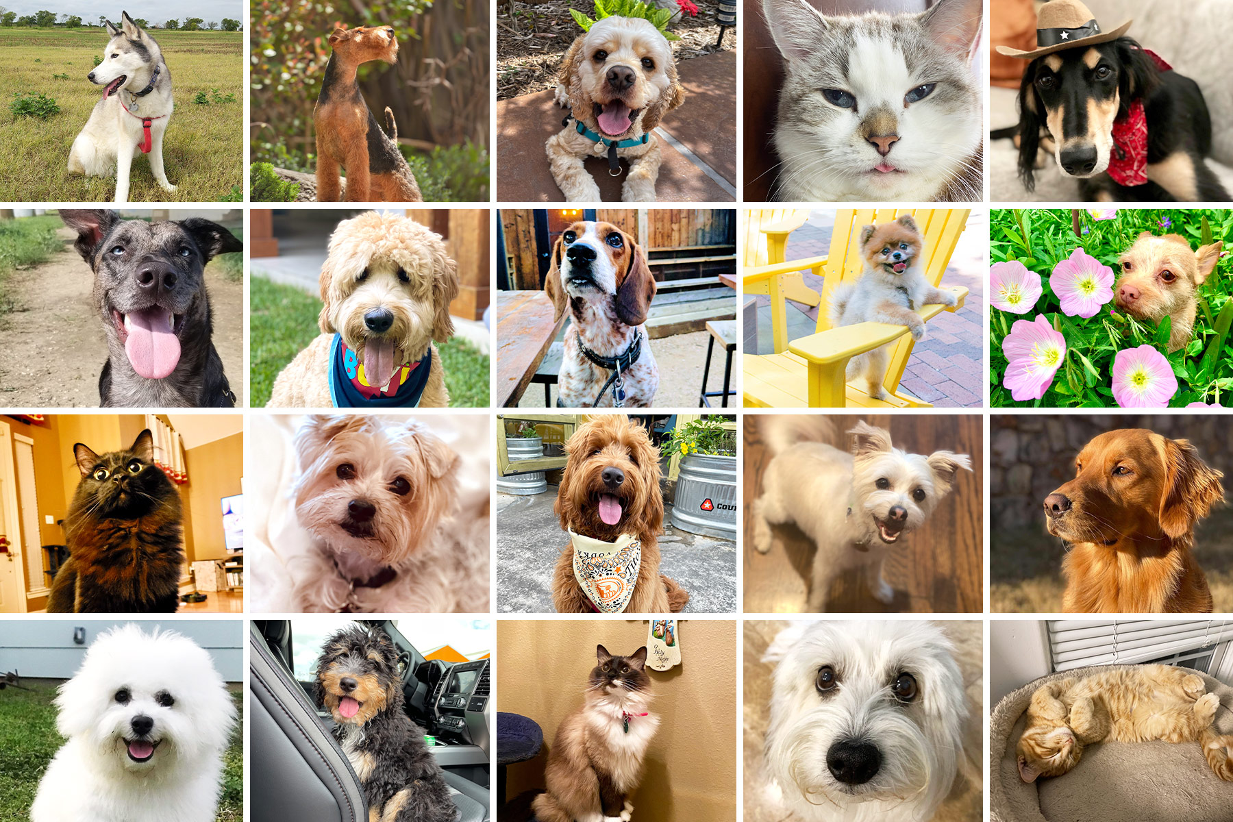 Meet the Top 20 Competitors in Our Cutest Pets in Dallas Contest - D  Magazine