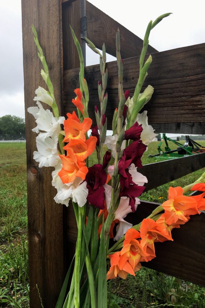 Cut Your Own Gladiolus Flowers at Mars Hill Farm's GladFest, Which