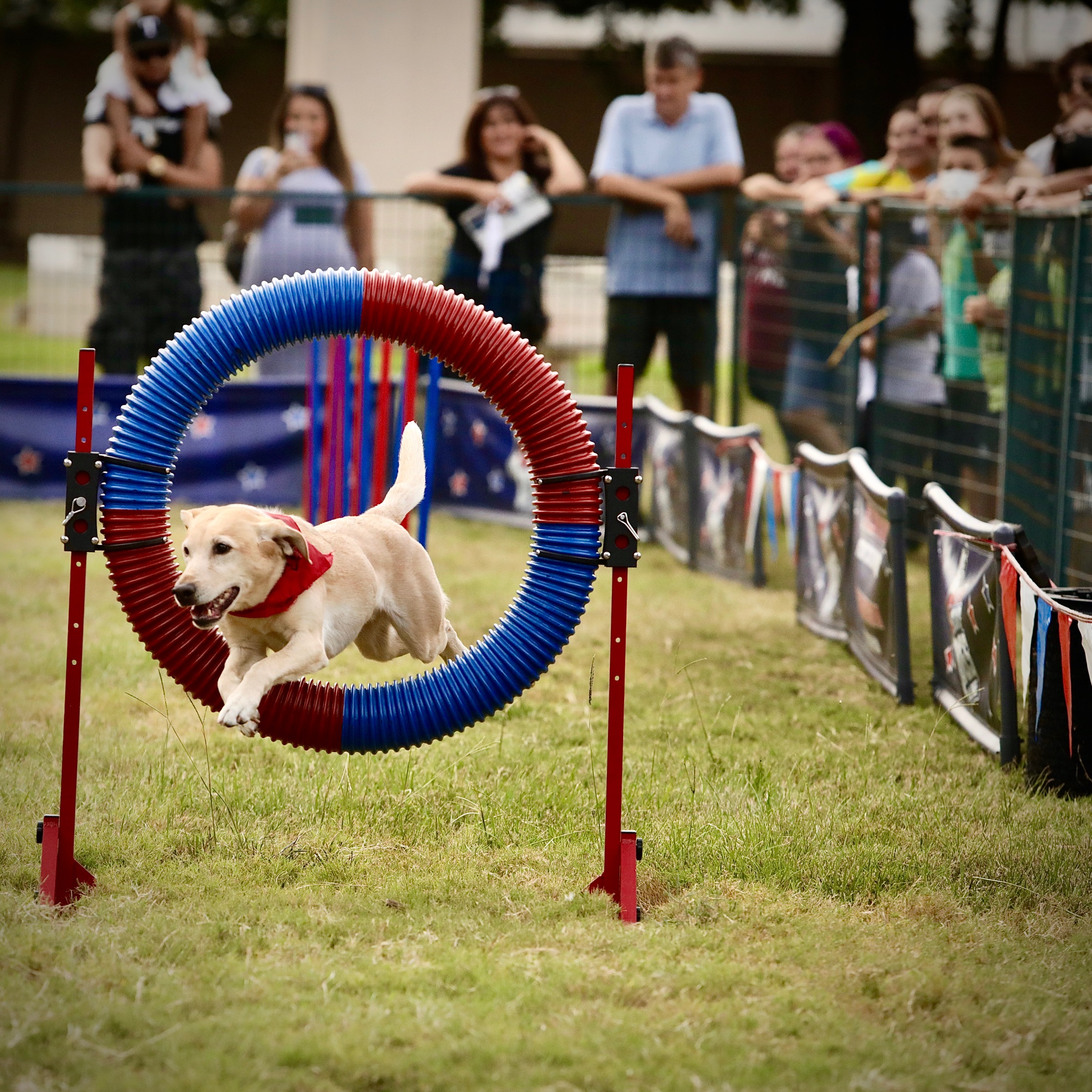 State Fair Photo of the Day: 9/29, Even the Dogs Have Fun - D Magazine