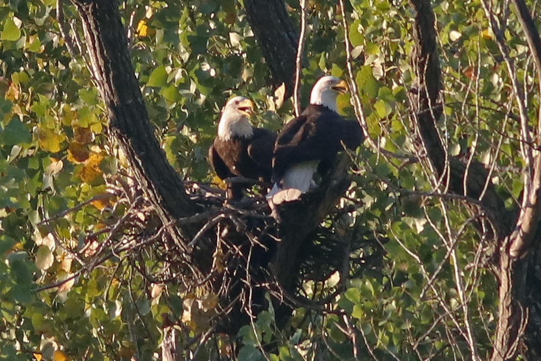 Bald Eagles at White Rock Lake Ruffle Feathers of Feds, City of Dallas - D  Magazine