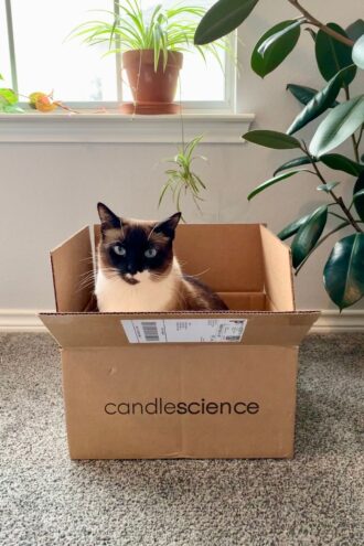 The cat of candle maker Wickry Collette Bice