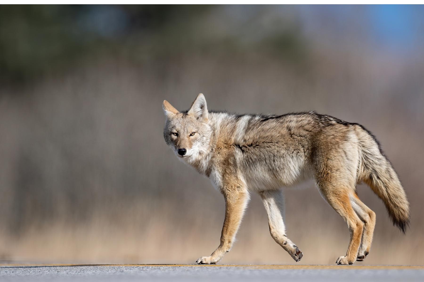 coyote attack human
