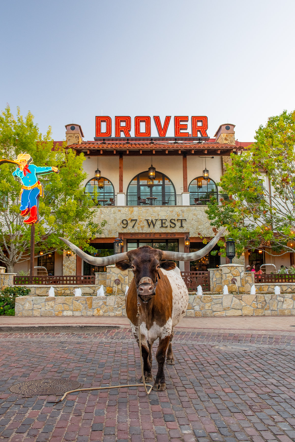 Cattle Drive at Hotel Drover