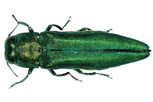 Agrilus planipennis emarld ash borer