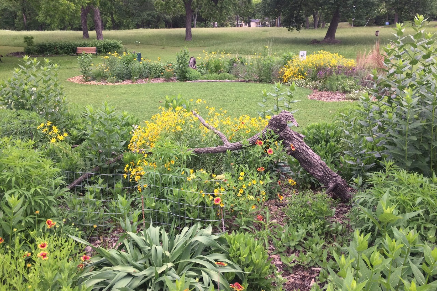 How the Tenison Park Pollinator Garden Is Saving the Monarch Butterfly with Flowers