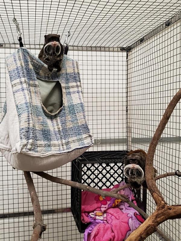 Monkeys R Us Tennessee The Dallas Zoo’s Missing Emperor Tamarin Monkeys Have Been Found Safe ...