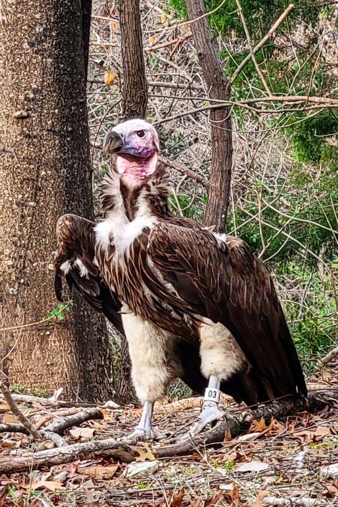 Death Of Beloved Vulture Latest In Series Of Incidents At Dallas Zoo ...