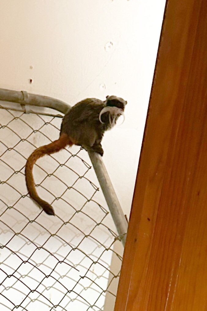 The Dallas Zoo’s Missing Emperor Tamarin Monkeys Have Been Found Safe