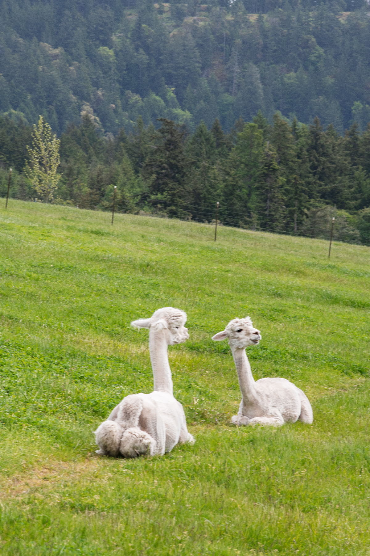 Alpaca from Krystal Acre Farm