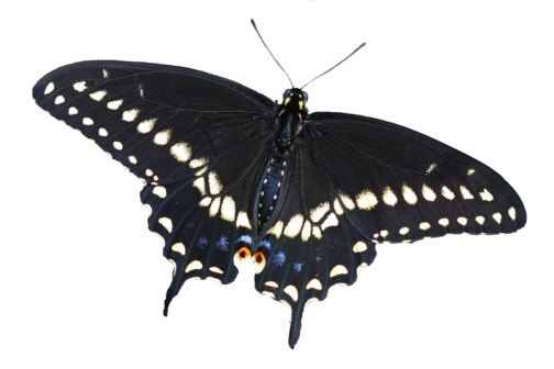 Eastern Black Swallowtails Butterfly