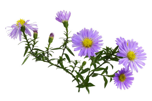 Fall Asters Flowers