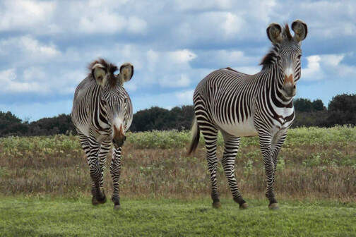 Grey Zebras
