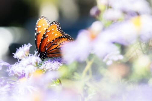 Monarch Butterfly on Blue Mistflower