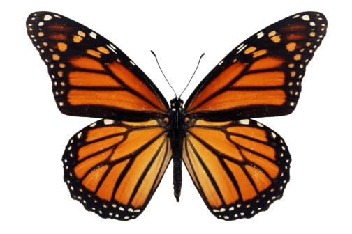 Monarchs Butterfly
