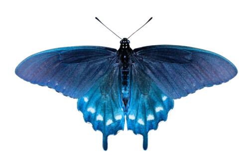Pipevine Swallowtails butterfly