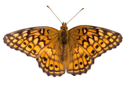 variegated fritillary butterfly