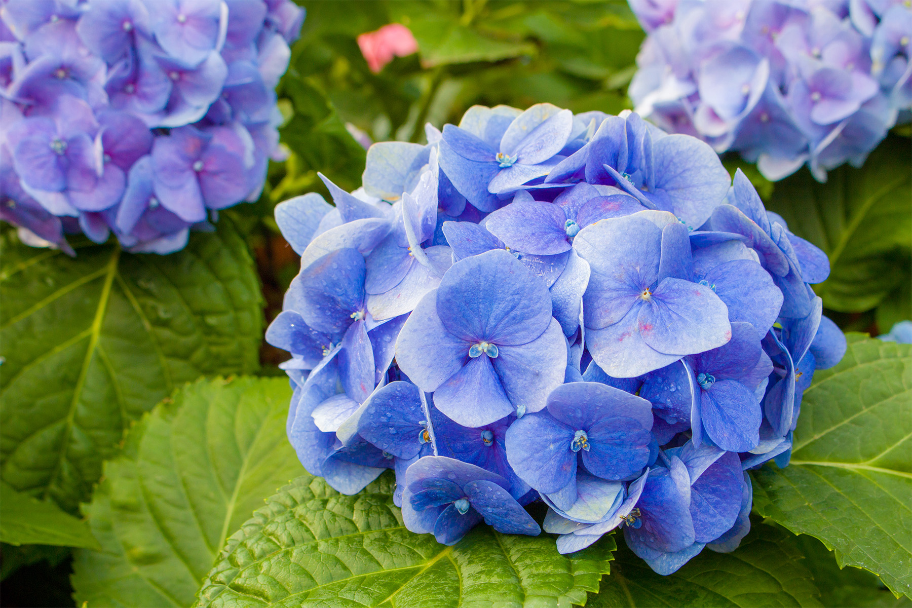 25 Plants That'll Transform Your Dallas Garden - D Magazine