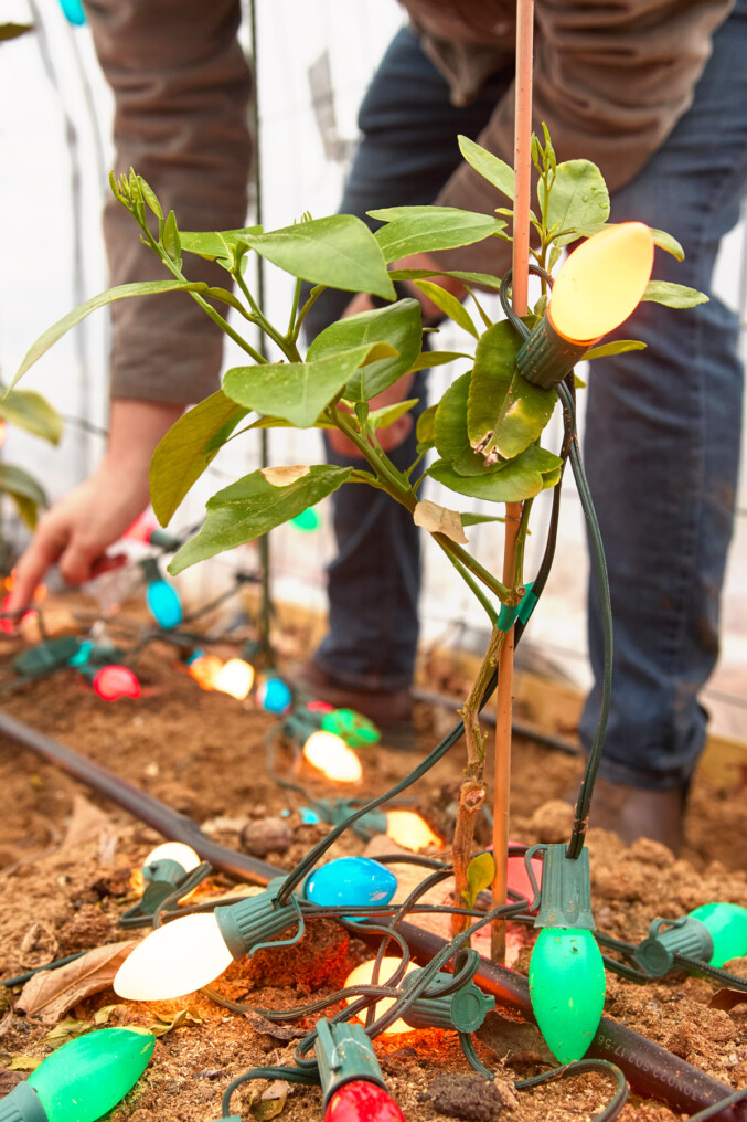 How to Turn Your Front Yard Into an Urban Farm, Legally - D Magazine