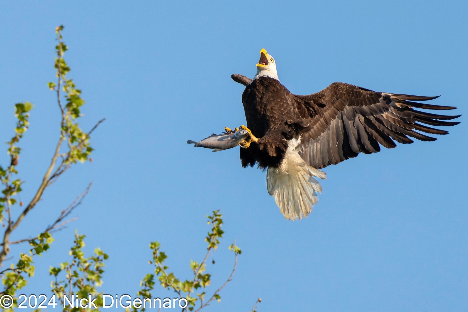 Spectacular Bald Eagle Photos From White Rock Lake