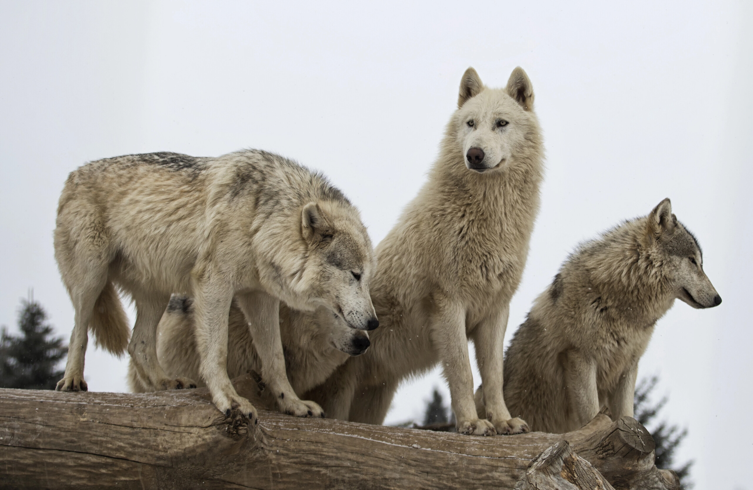 Beyond Networking: Developing a Pack Means Celebrating Their Wins as Yours - Vimarsana News