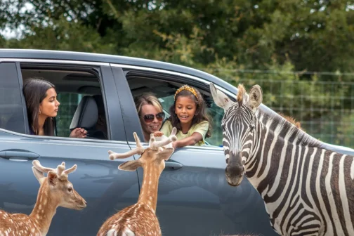 Multicultural family feeds deer and a zebra from the window of their minivan at Texas Zoofari Park.